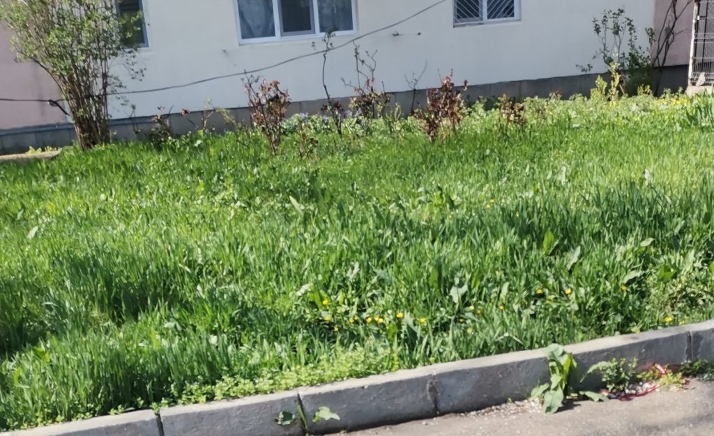 (Video) A eliminat gardul viu, iar acum face apel la cetățeni să îngrijiească spațiile din fața blocurilor. ”Este foarte greu ca Primăria să intervină peste tot”