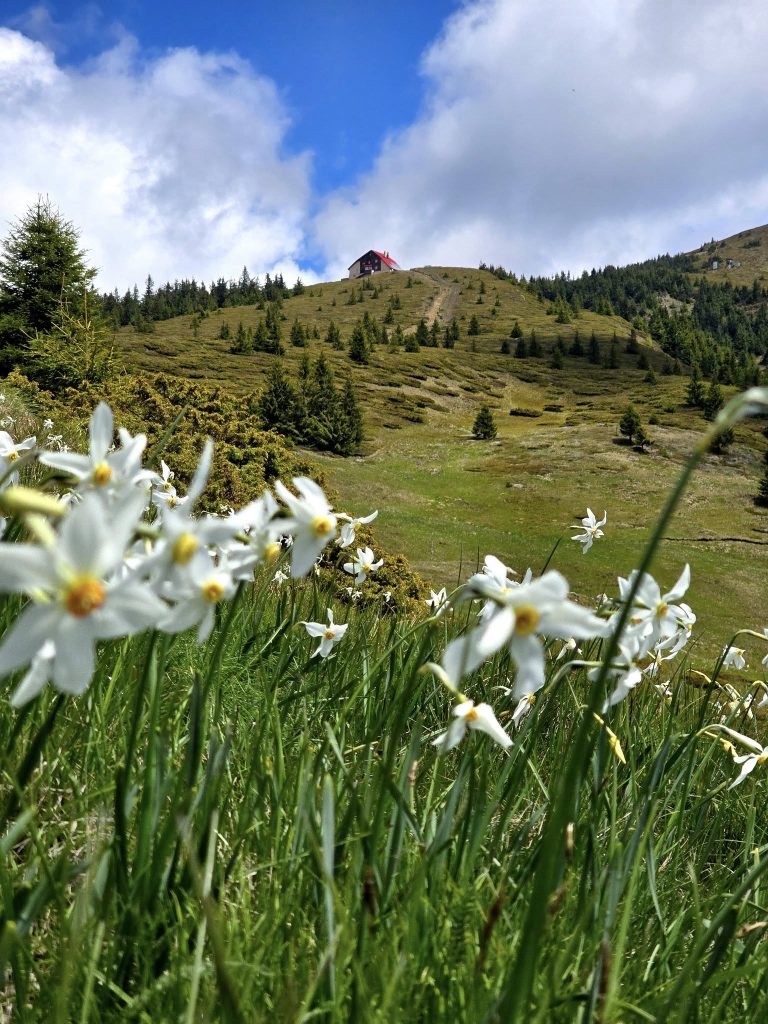 (Video) Imaginile din Buzău, distribuite de sute de români. Care este traseul care te duce în Poiana cu narcise