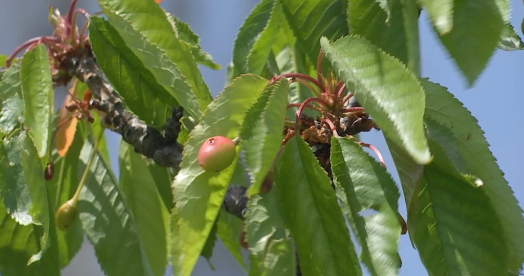 10 hectare de cireși, niciun kilogram de fructe! Imaginile dezastrului de la Istrița care au anulat Sărbătoarea Cireșelor