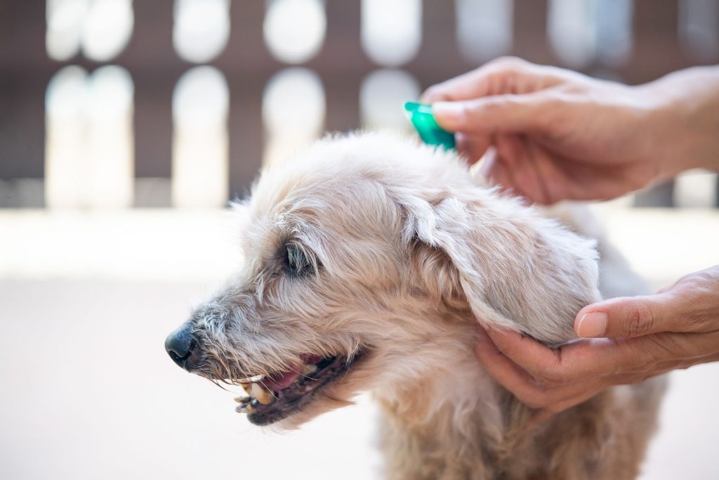 Semnal de alarmă tras de un medic veterinar: „Căpușele nu mai țin cont de anotimp”
