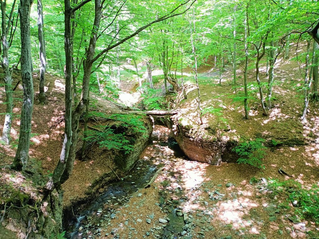 Două specii unice descoperite în Parcul Natural Putna-Vrancea: un melc și o plantă, necunoscute până acum științei