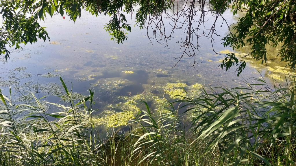 (Video) ”A înflorit apa”! Imaginea dezolantă din Parcul Tineretului. Biologii trag un semnal de alarmă