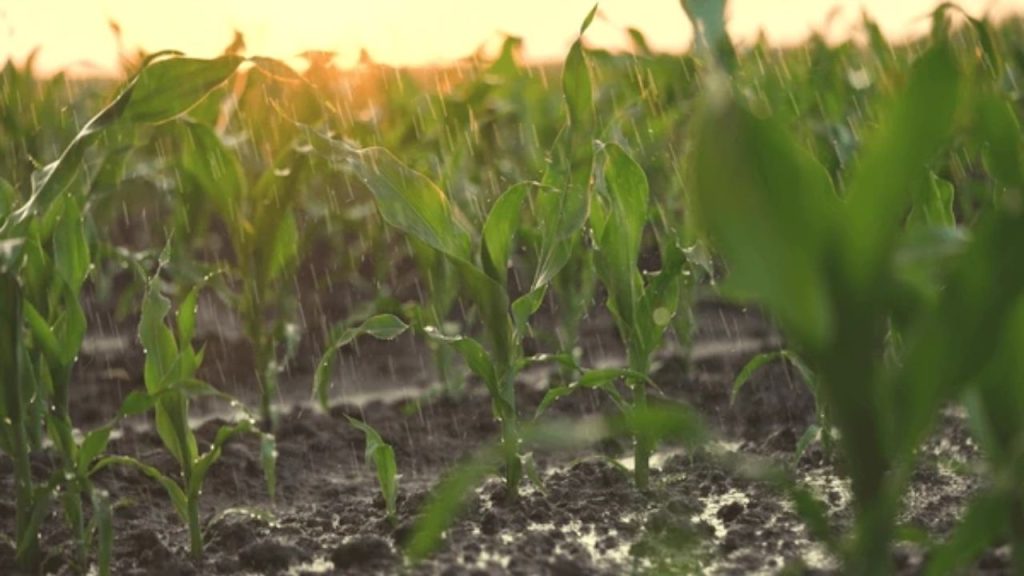Ploile din luna mai reînvie speranța agricultorilor. După ani întregi, se așteaptă producții bune de porumb