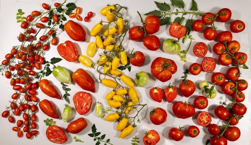 (Video) Degustare de tomate la Experimentală! Se va alege cea mai gustoasă roșie de Buzău