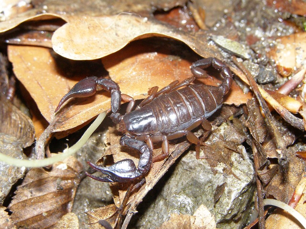 Un scorpion unic în lume cucerește Buzăul, pas cu pas. Specialist: ”Nu e mai periculos decât o albină sau o viespe”