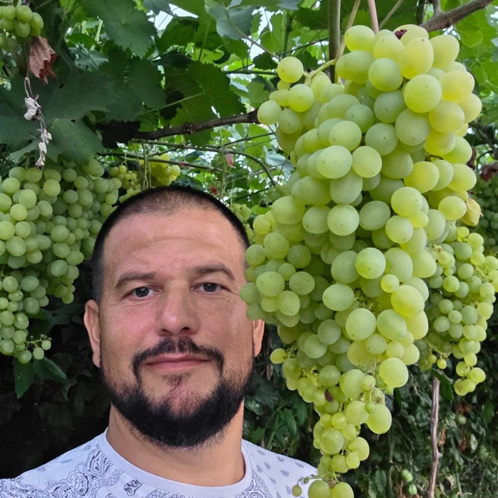 S-au copt strugurii la Glodeanu Sărat! Un ciorchine cântărește și peste două kilograme