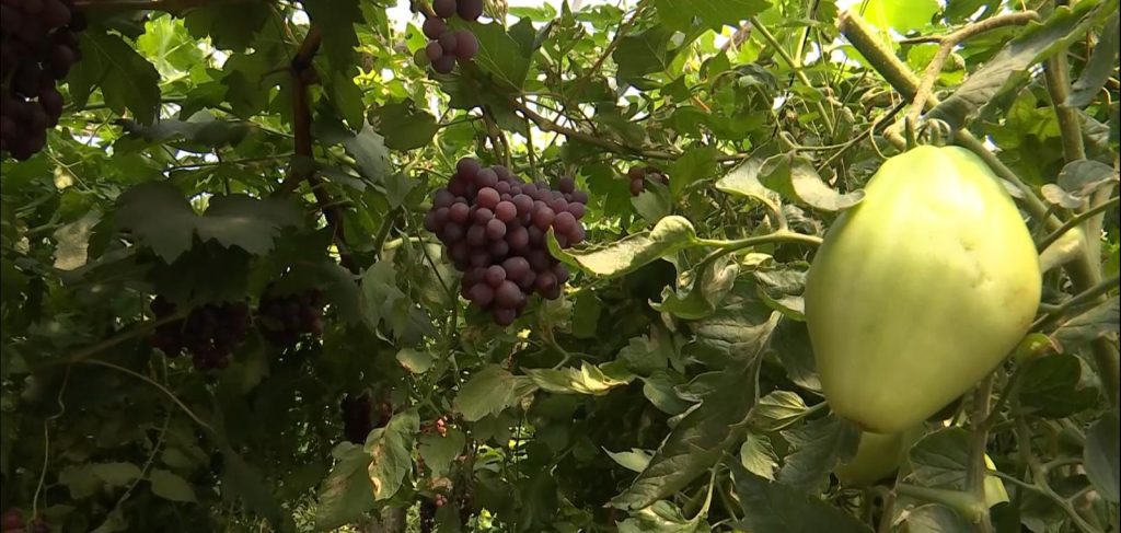 (Video) Noul trend în agricultura buzoiană: legume și fructe, în același solar. Ideea ar putea fi baza unei noi scheme de ajutor de la stat