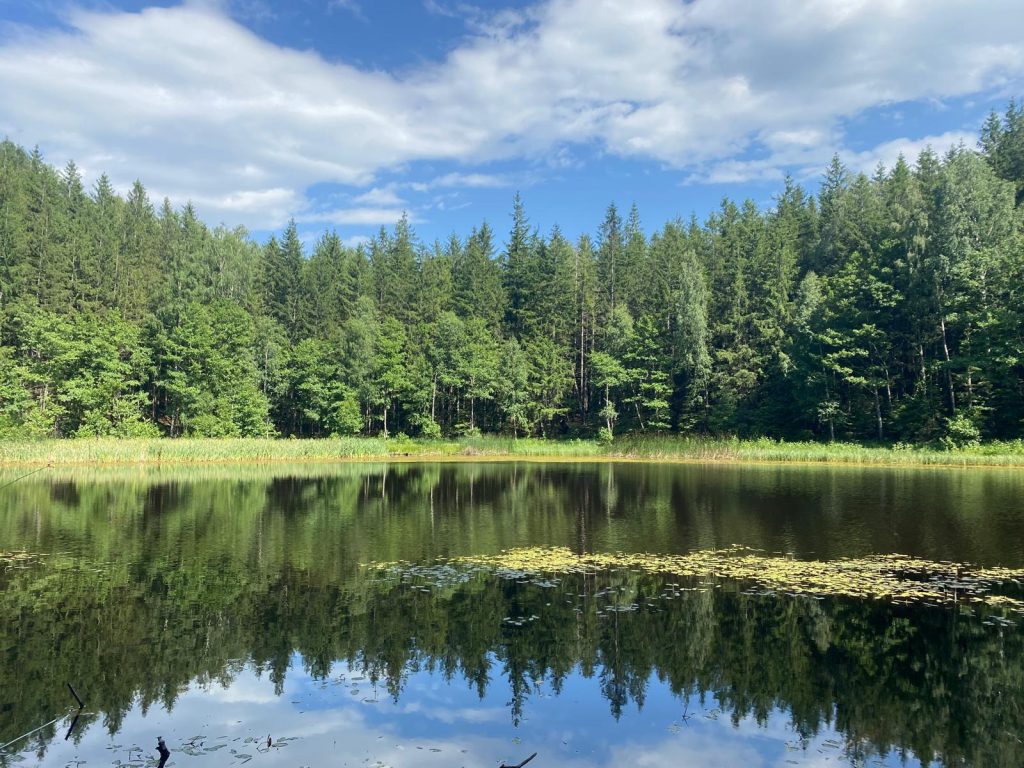 (Galerie Foto) Lacul din Buzău în care cresc plante carnivore. Aici peștii nu supraviețuiesc