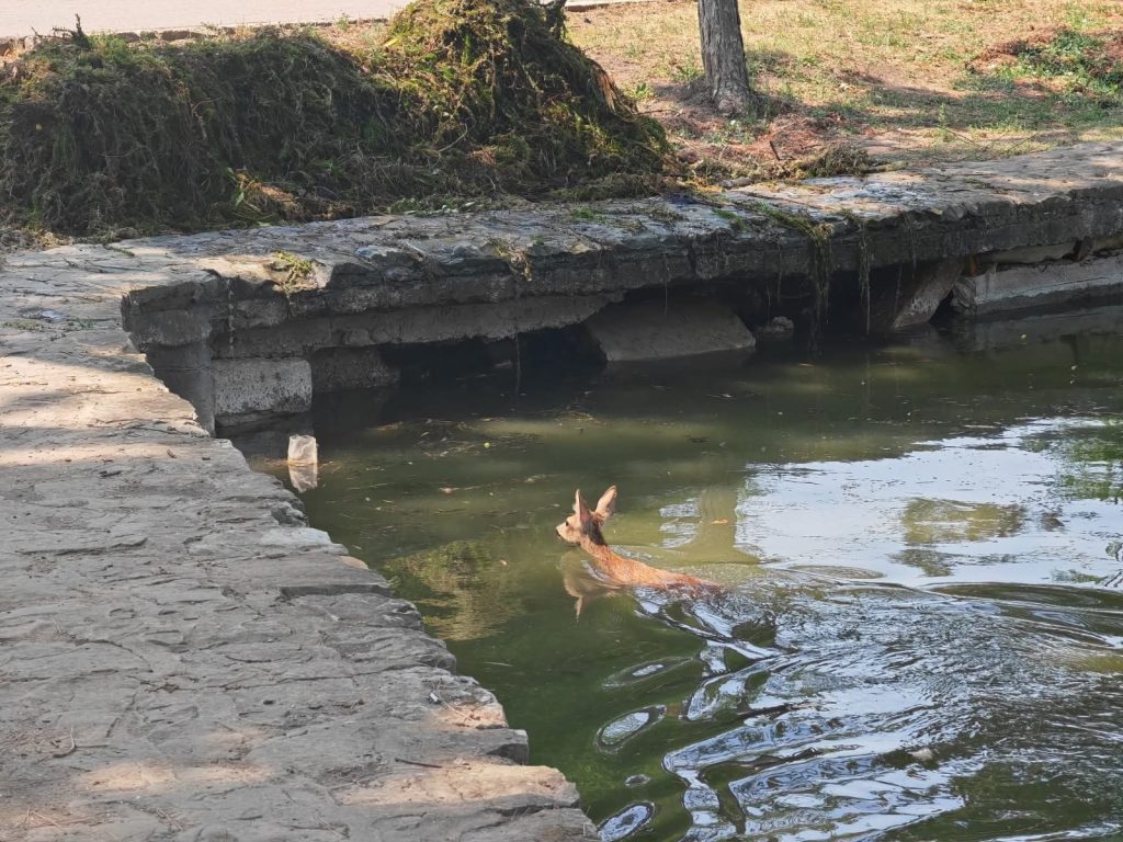 Pui de căprioară, căzut în heleșteul din Crâng
