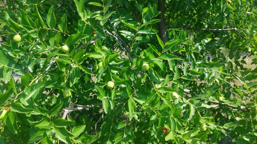 (Video) Fructul chinezesc, mai profitabil decât cireșul, cu rod încă din primul an de plantare! Românii deja i-au simțit potențialul economic