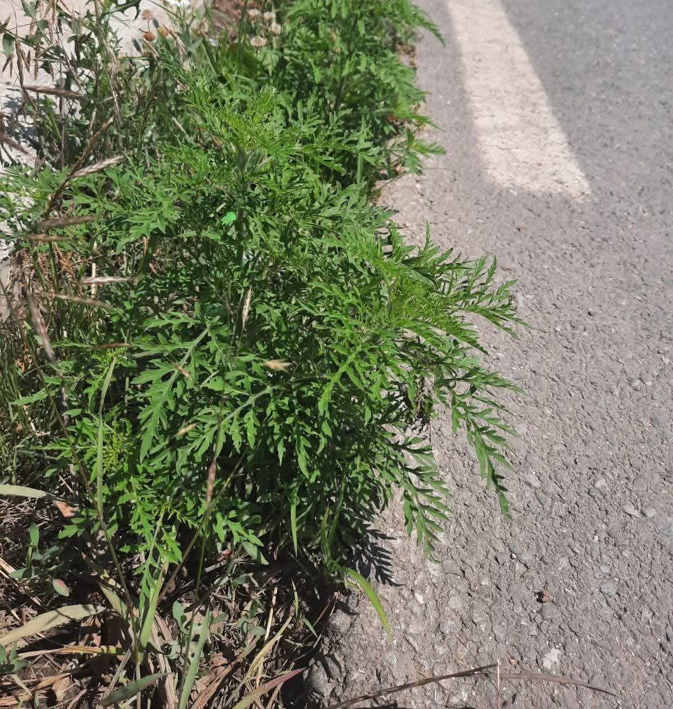 Cum s-au mobilizat trei instituții în războiul cu floarea pustiei