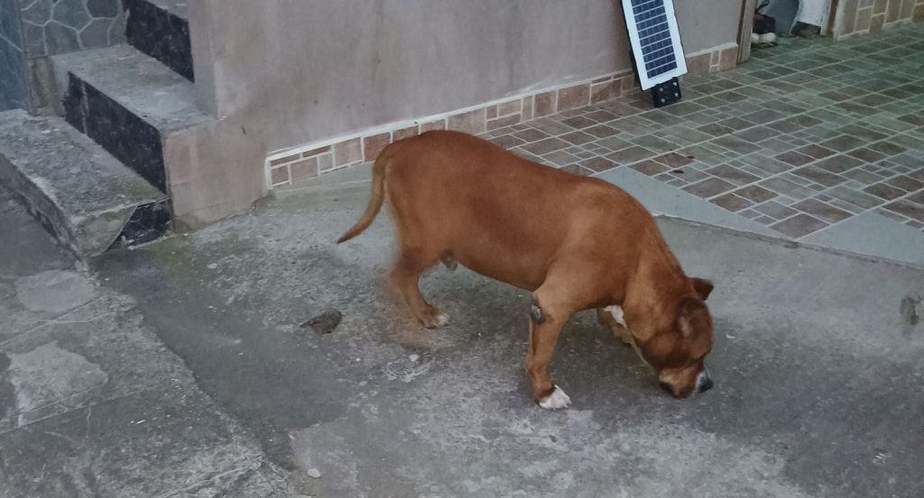 Povestea unui pitbull abandonat pe marginea drumului, salvat de oameni cu suflet mare: „La prima vedere părea fioros, dar era doar speriat”