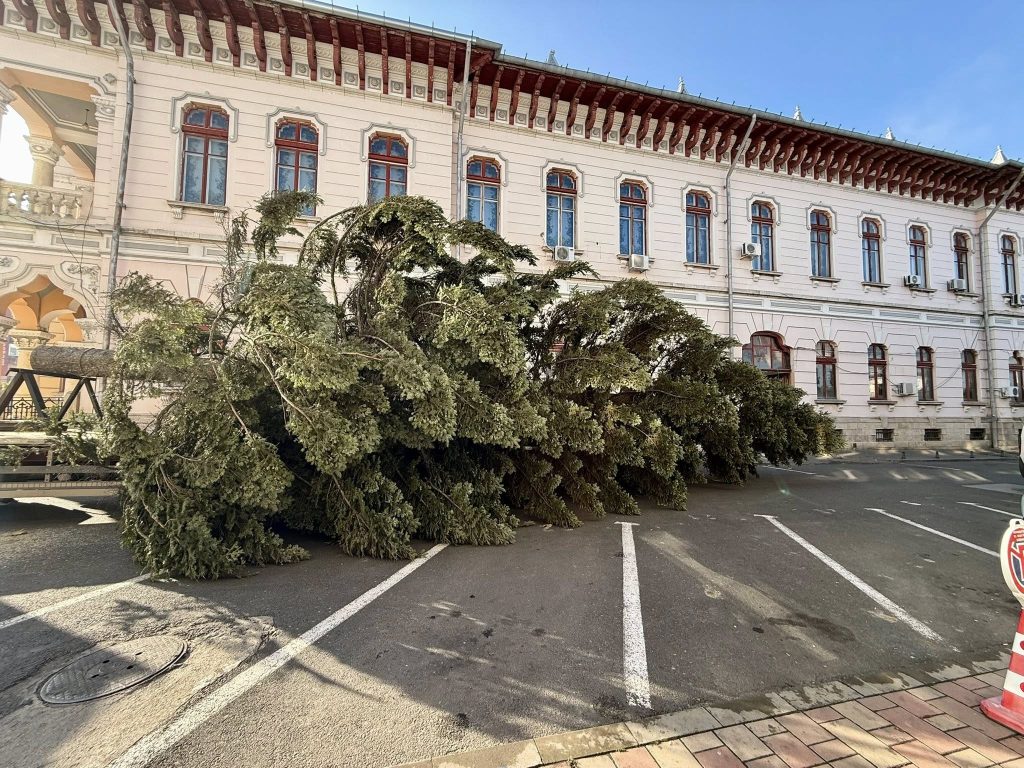 (FOTO&VIDEO) Un brad falnic, cu o istorie de peste 60 de ani, va aduce spiritul Crăciunului în centrul municipiului. Povestea pomului împodobit în Piața Daciei