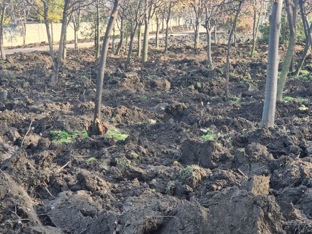 Poliția pe urmele plugului. Oamenii legii, sesizați cu privire la lucrările din Parcul dendrologic Alexandru Marghiloman