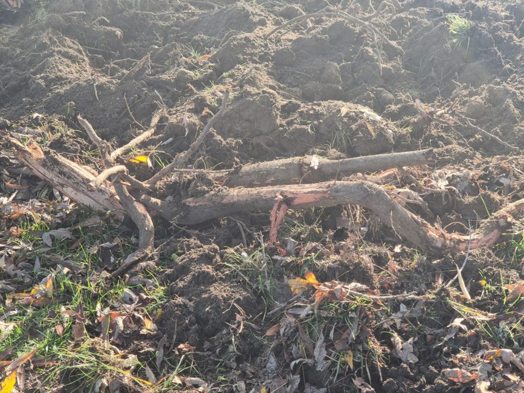 Parcul dendrologic, rezervație naturală, arat cu plugul. Și-am protejat și natura!