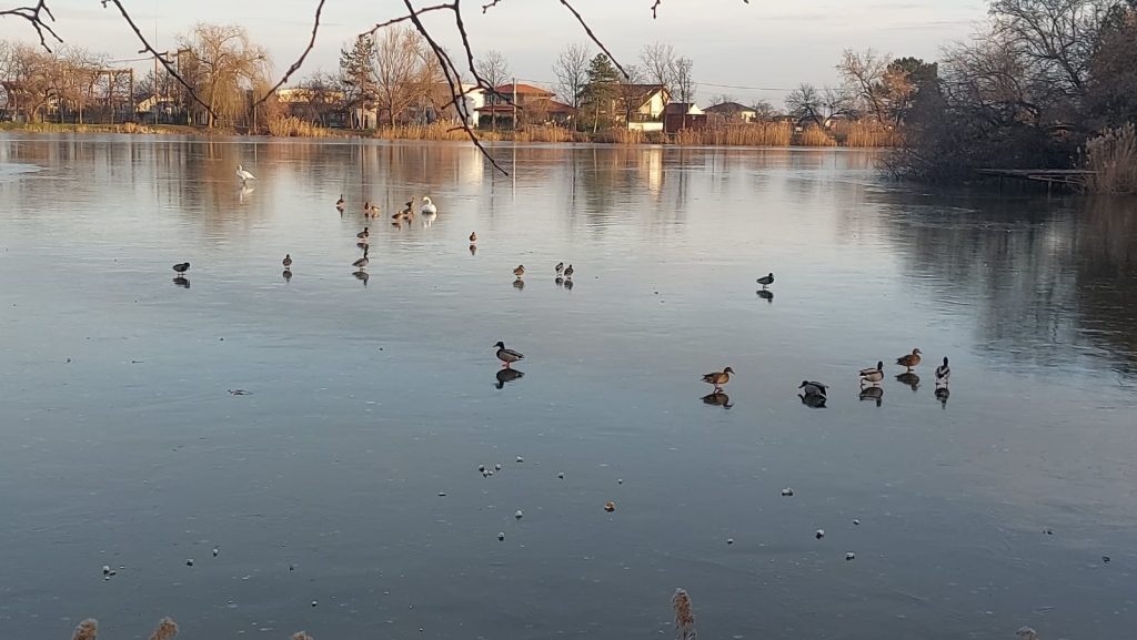 (VIDEO) Lacul a înghețat, păsările rezistă. Hrănite greșit, sunt în pericol. Ce spun specialiștii despre mâncarea dată lebedelor și rațelor