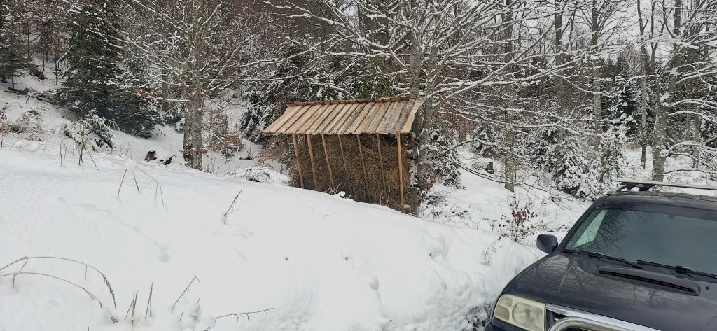 Silvicultorii buzoieni, „îngeri păzitori” pentru animalele sălbatice. Peste 60 de tone de hrană au fost transportate în pădurile din județ