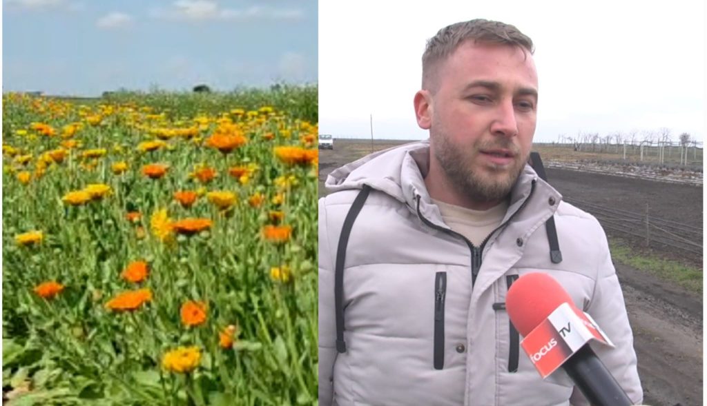 (VIDEO) De la un proiect de familie, la export! Succesul unei culturi bio de plante medicinale de la Focșănei