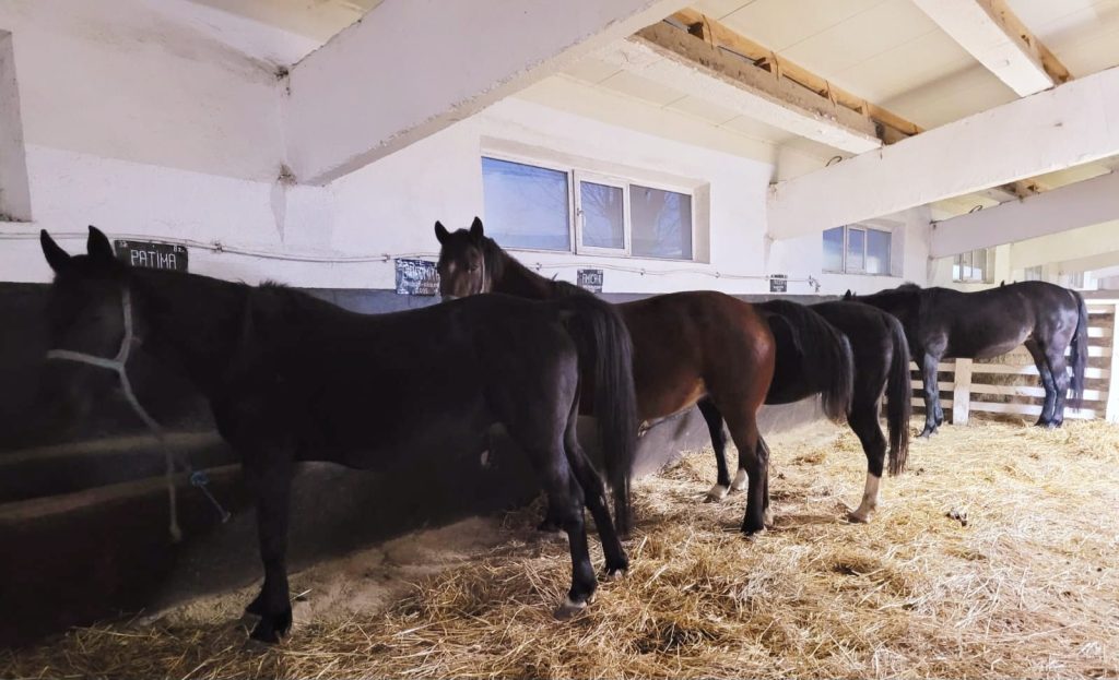 EXCLUSIV! Trăpașul revine la Rușețu, după o absență de 15 ani! Buzăul pune bazele unui centru de inseminare pentru viitorii cai de curse (FOTO&VIDEO)