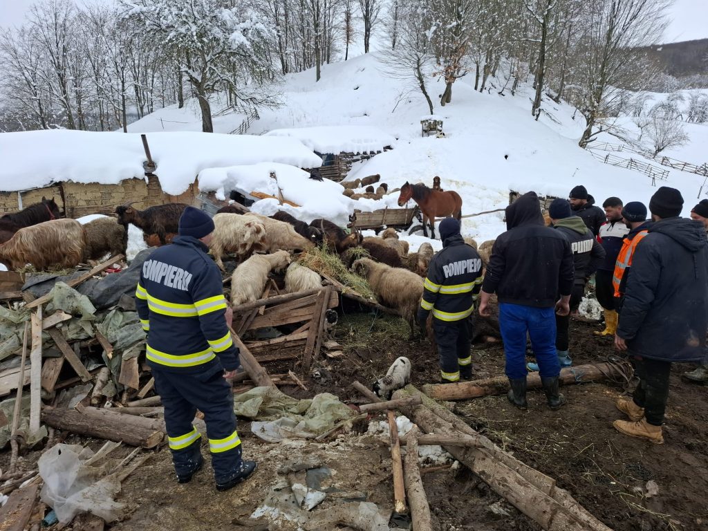 Stână prăbușită sub zăpadă. Intervenție dramatică pentru salvarea a peste 200 de animale