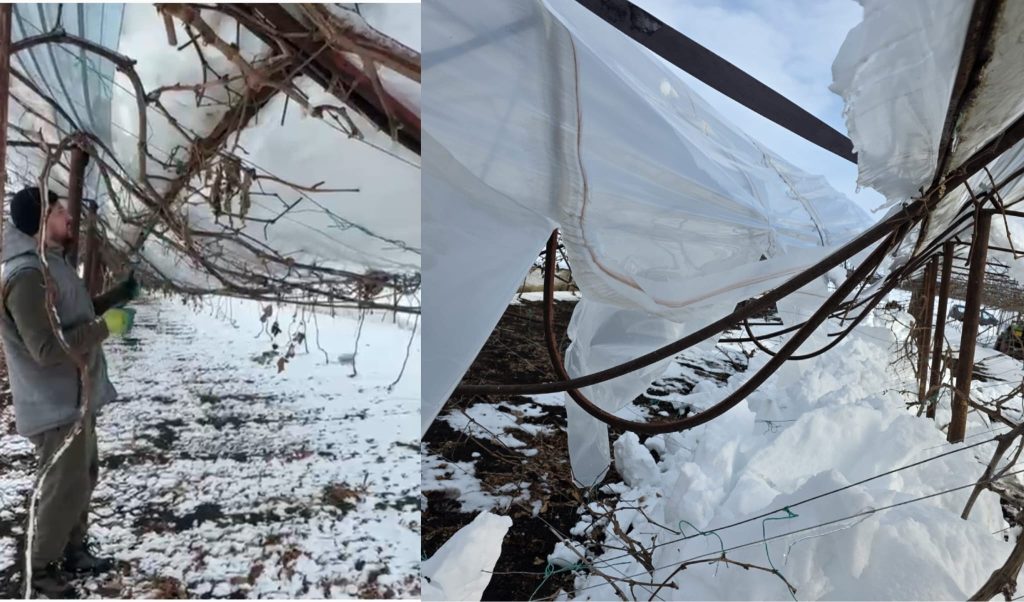 EXCLUSIV! Legumicultorii din Glodeanu Sărat, loviți crunt de viscol. ”Peste 50 de hectare de solarii au fost distruse. Nu se mai recuperează nimic” (GALERIE FOTO&VIDEO)