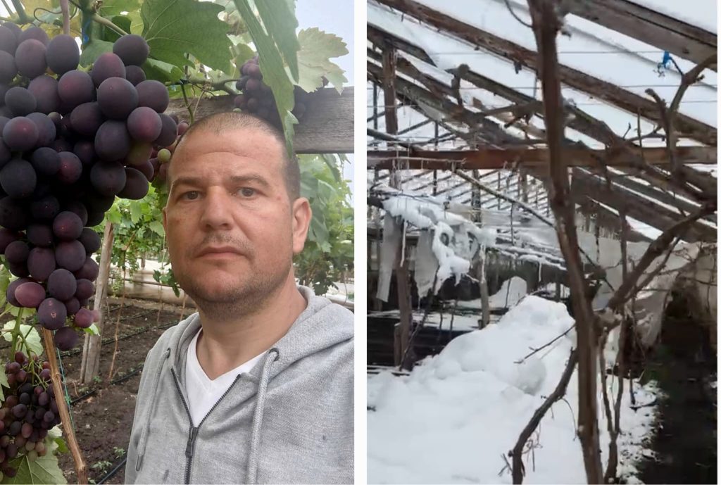 (VIDEO) Viscolul a pus la pământ singura cultură de viță de vie în solar din județul Buzău. Un ciorchine ajungea până la 2 kilograme