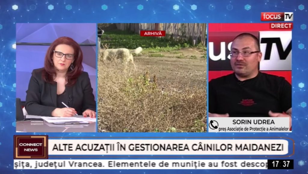 Dezvăluiri șocante despre hingherii din Buzău: animale de companie tranchilizate sub ochii stăpânilor și practici în afara legii! Se anunță plângeri penale