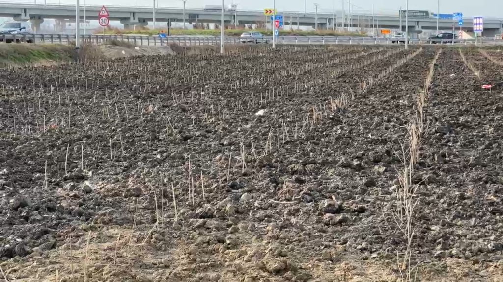 (VIDEO)Autostrada A7 aduce un „scut verde” la Buzău. Au fost plantate perdelele forestiere
