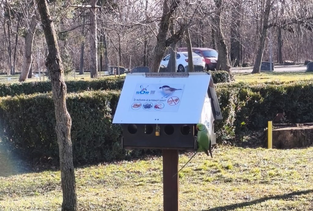 Musafir exotic în Parcul Crâng. Micul Alexander, papagalul vorbitor care a ales Buzăul pentru a trăi în libertate