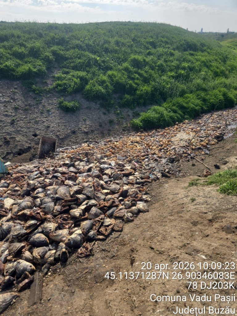 FOCAR DE INFECȚIE la marginea Buzăului. Tone de resturi de pește putrezit, aruncate la întâmplare lângă Vadu Pașii! (FOTO)