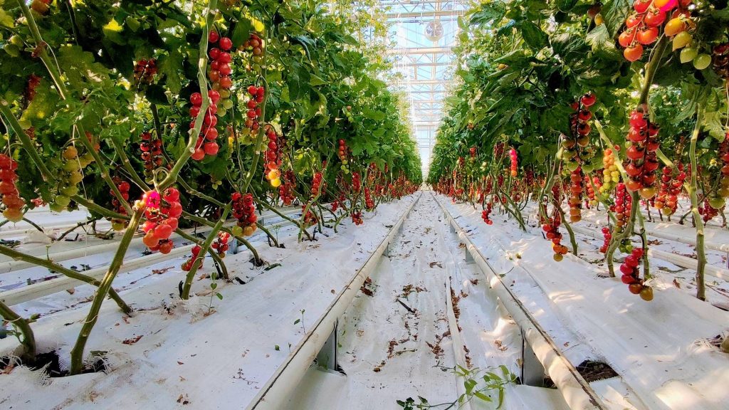 (VIDEO) Buzăul are prima seră cu tomate cherry bio! Are peste un hectar și este dotată cu tehnologie din Olanda