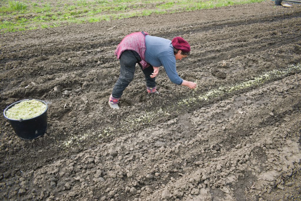 Un hectar de plop alb, însămânțat la pepiniera din Buzău. Recolta: aproximativ 250.000 de puieți