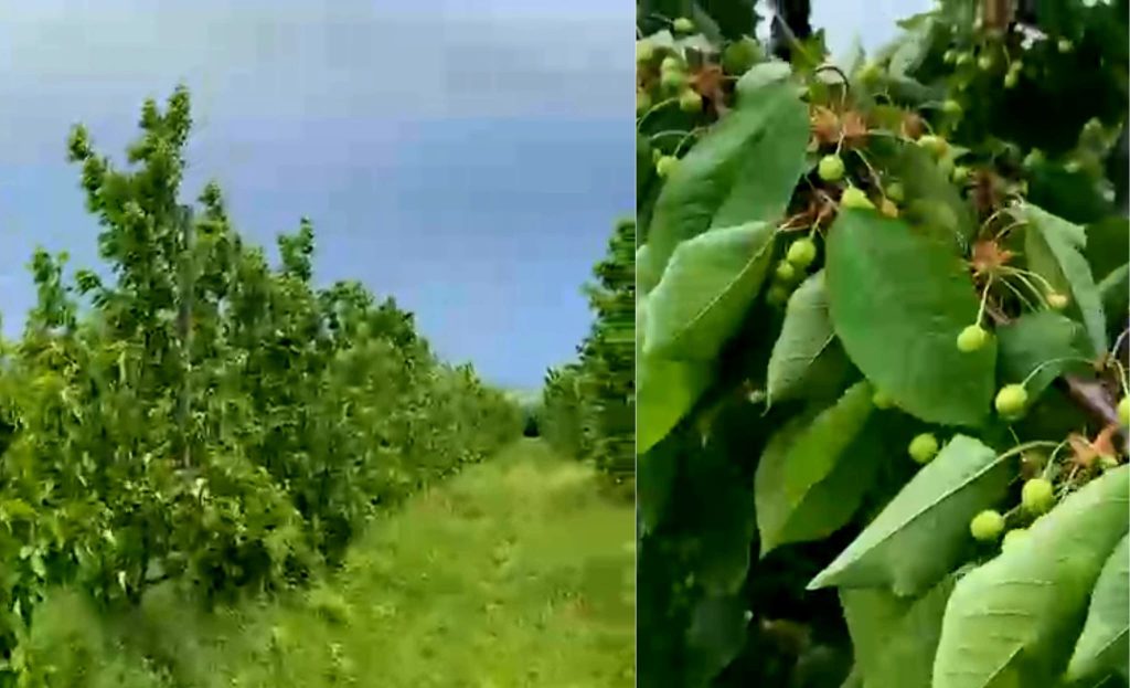 (VIDEO) Semne bune sezonul de cireșe are! Sărbătoarea Cireșului de la Istrița va fi reluată