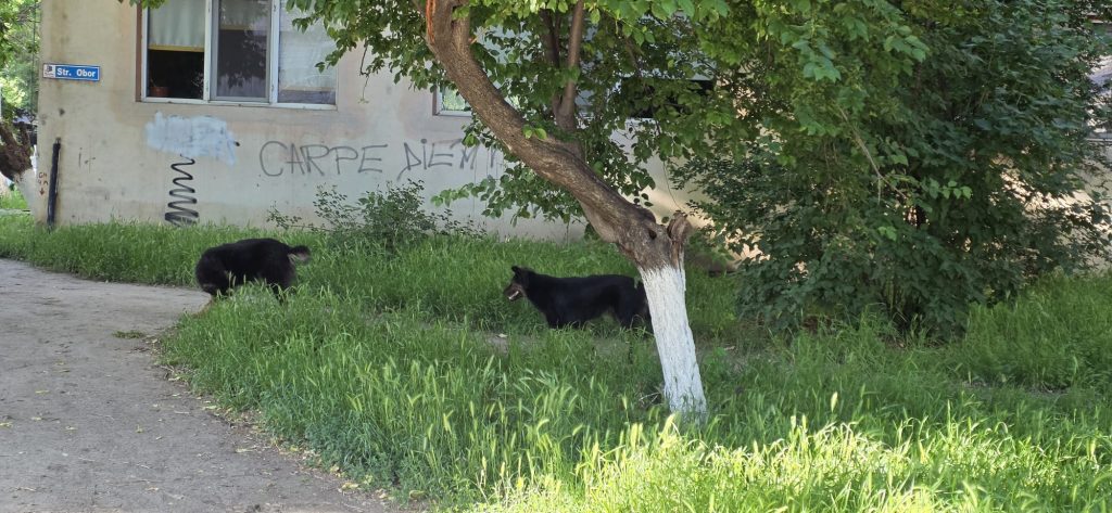 Maidanezii rămân pe străzi. Proiectul privind serviciul de gestionare a câinilor fără stăpân, respins de CLM