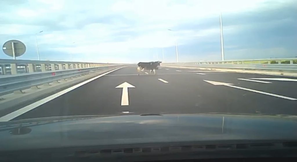 PERICOL PE A7! Gardurile sunt distruse, crește riscul de accidente. DRDP Buzău anunță măsuri dure (VIDEO)