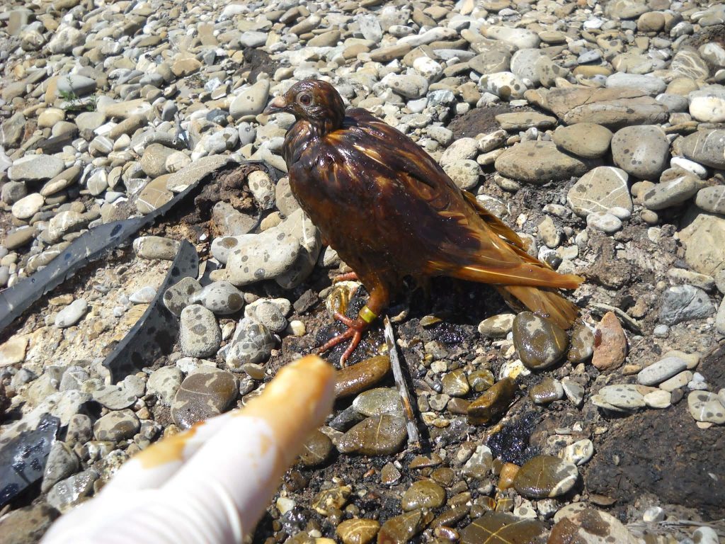 Un prahovean scoate la iveală dezastrul ecologic care ucide păsările de performanță ale României. Garda de Mediu Buzău confirmă: plângeri penale uitate în sertare de peste 6 ani!