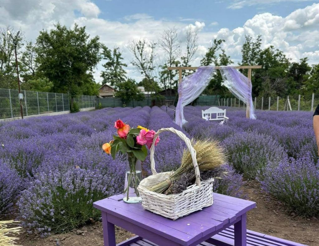 Se deschide sezonul grădinilor de lavandă. Unde pot merge vizitatorii, zilele acestea, pentru fotografii spectaculoase și relaxare în lanurile mov (FOTO)