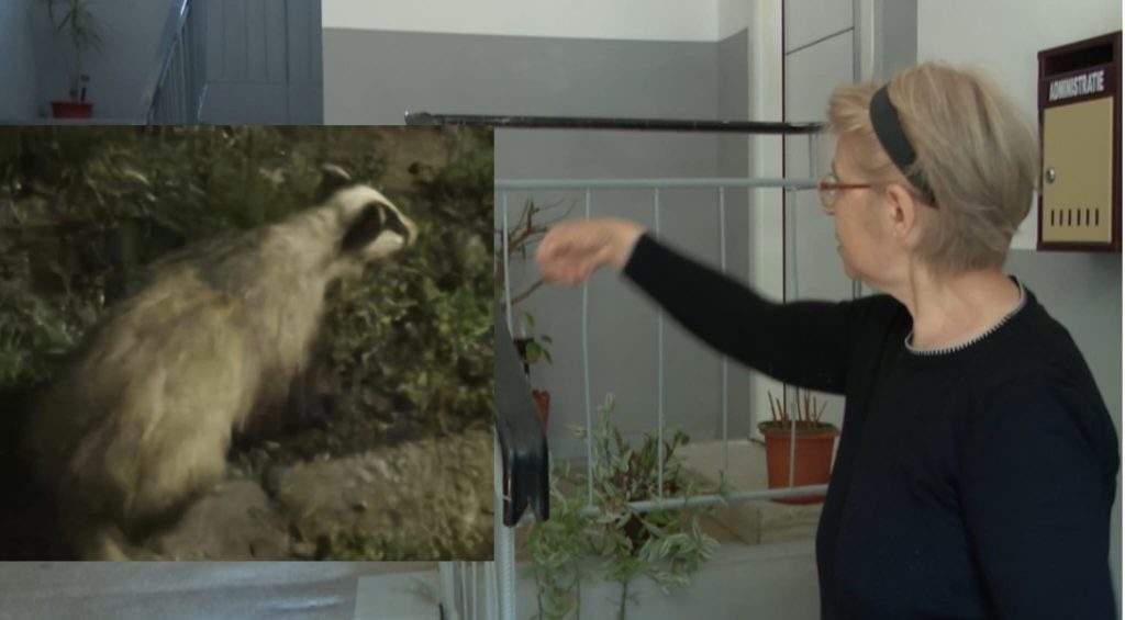 (VIDEO) Locatarii unui bloc din Râmnicu Sărat, îngroziți de un bursuc! O adolescentă a dat nas în nas cu animalul sălbatic