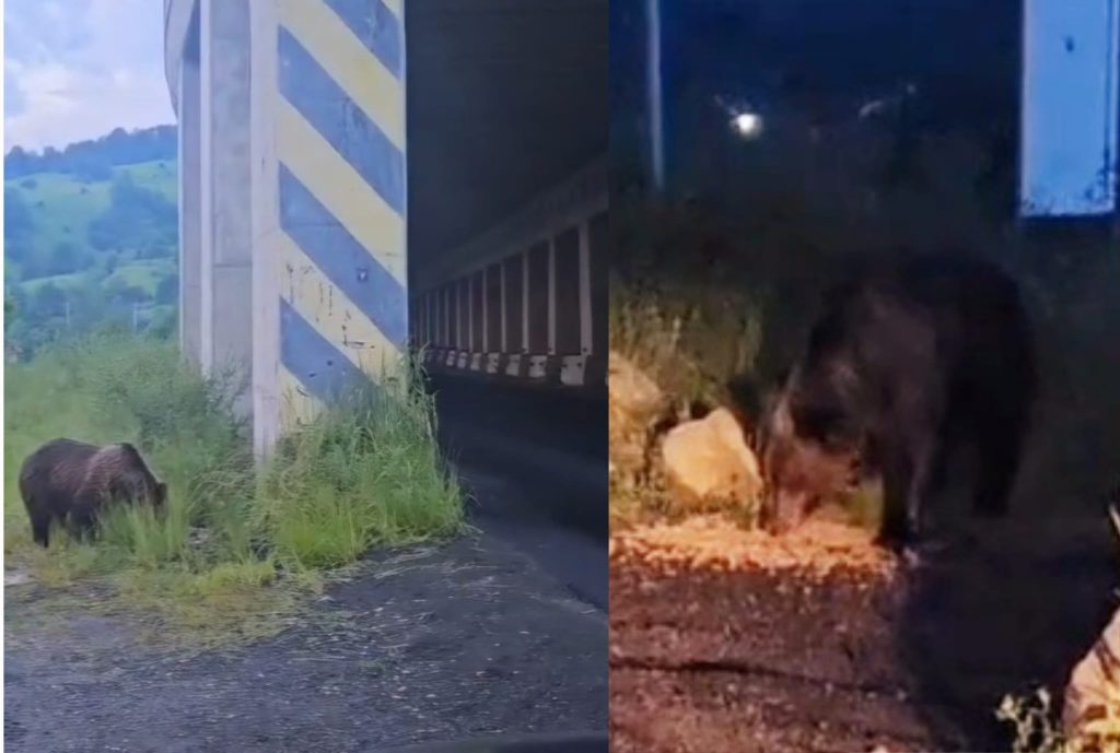 (VIDEO) Pericol în creștere pe DN10! Avertismentul experților despre urșii atrași la șosea