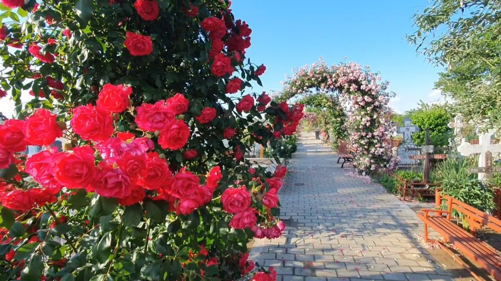 CE CONTRAST! Grădina botanică dintre morminte, devenită loc de relaxare și ședințe foto pentru turiști, de reculegere, pentru localnici (VIDEO)