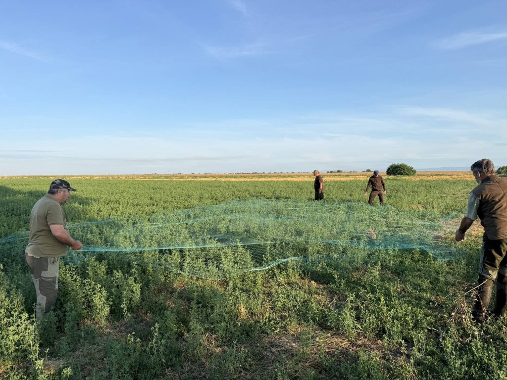 Premieră în județul Buzău. Populația de prepeliță, monitorizată științific într-un proiect unic în județ (FOTO)