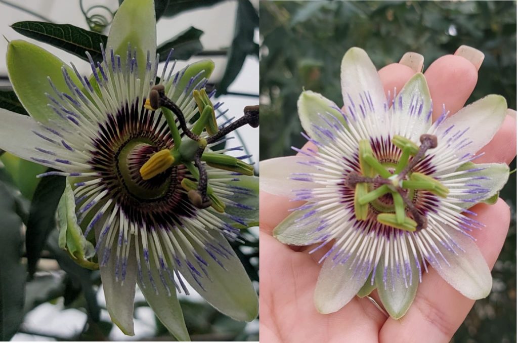 (VIDEO) Cea mai spectaculoasă plantă din serele Stațiunii de Cercetare Legumicolă! Floarea trăiește doar o zi. Ce urmăresc cercetătorii buzoieni