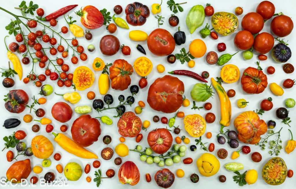 (VIDEO) Bătălia tomatelor la Stațiunea de Cercetare Legumicolă Buzău
